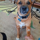 Dillon