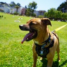 Dillon