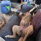 Dillon