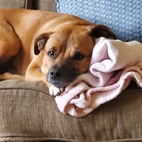 Dillon
