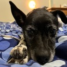 Rikki
