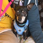 Hounder