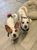 Tino and Cherry