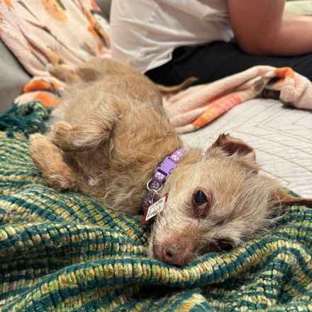 Little Heart (Honey)