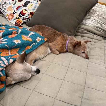 Little Heart (Honey)