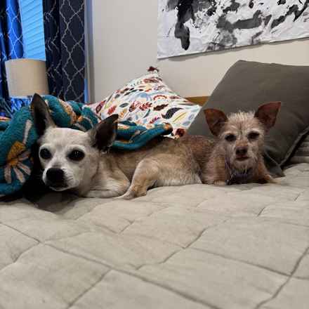 Little Heart (Honey)