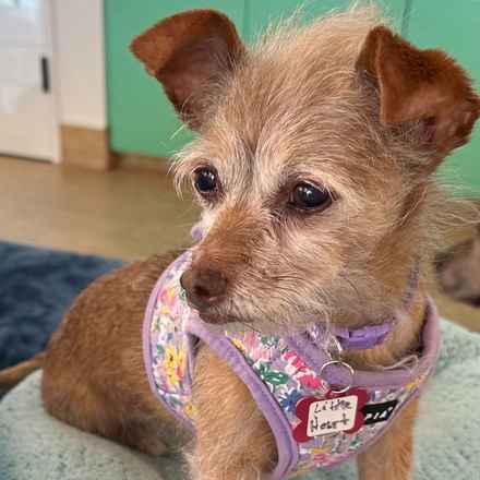 Little Heart (Honey)