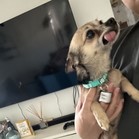 Opera Man
