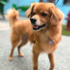 Simba