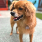 Simba