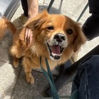 Simba