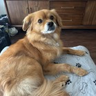 Simba