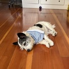 Vinnie