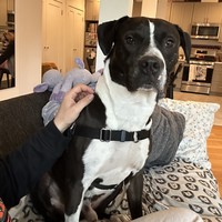 Ryder