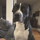Ryder