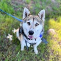 Luna Tamale