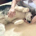 Luna Tamale