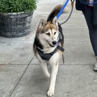 Luna Tamale