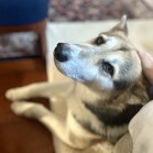 Luna Tamale