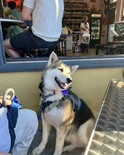 Luna Tamale