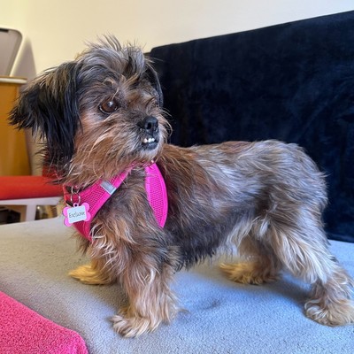 【中古】 Dogs Under Stress． MaureenTucker Urbanpaw Dog Harness - Adjustable, Comfortable for Walks