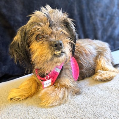 【中古】 Dogs Under Stress． MaureenTucker Urbanpaw Dog Harness - Adjustable, Comfortable for Walks