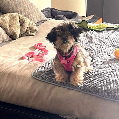 【中古】 Dogs Under Stress． MaureenTucker Thunderworks ThunderShirt for Dogs: Heather Gray Classic