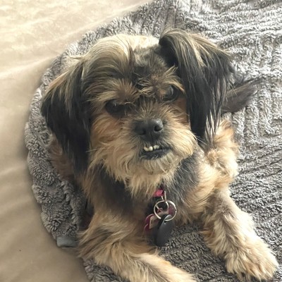 Exclusive | Muttville