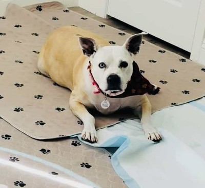 Sox