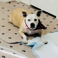 Sox