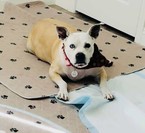 Sox