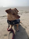 Snoopy/ Sir Diddymus