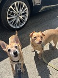 Snoopy/ Sir Diddymus