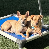 Snoopy/ Sir Diddymus