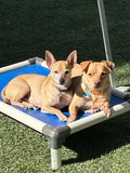 Snoopy/ Sir Diddymus