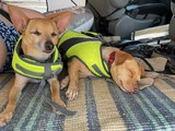 Snoopy/ Sir Diddymus