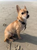Snoopy/ Sir Diddymus