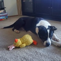 Roscoe!