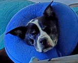 Roscoe!