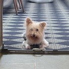 Comet