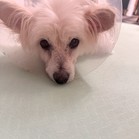 Comet