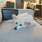 Comet