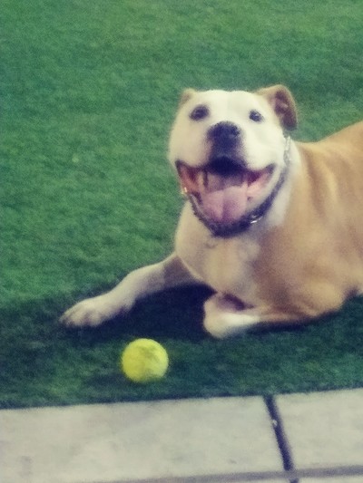 Bruno!