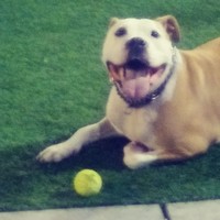 Bruno!