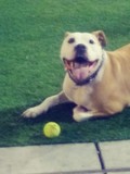 Bruno!