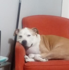 Bruno!