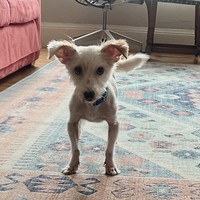 Aengus