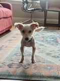 Aengus