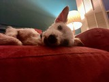 Aengus