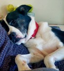 Rosco!